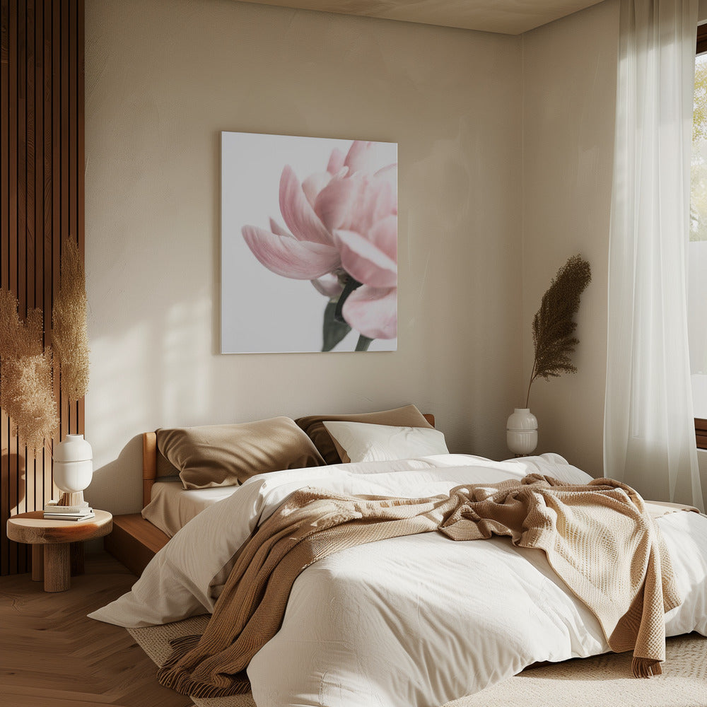 Peony 2 | Canvas