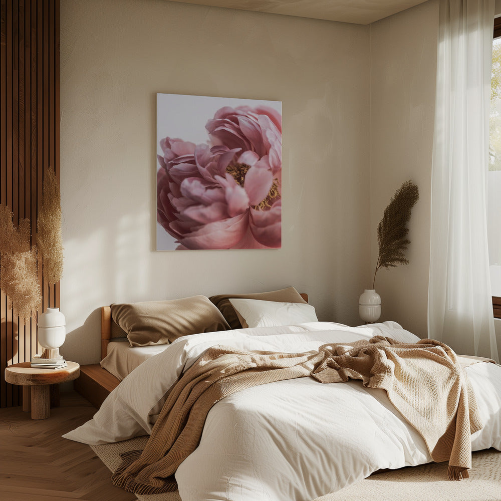 Peony | Canvas