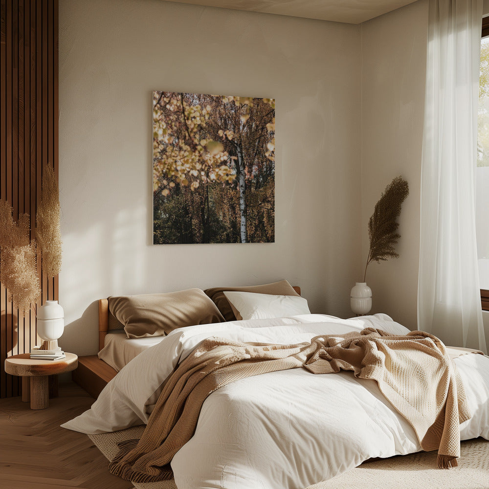 Herbstbirke | Leinwand