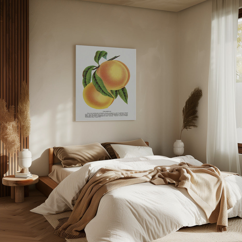 Champion Plum Lithographie | Leinwand