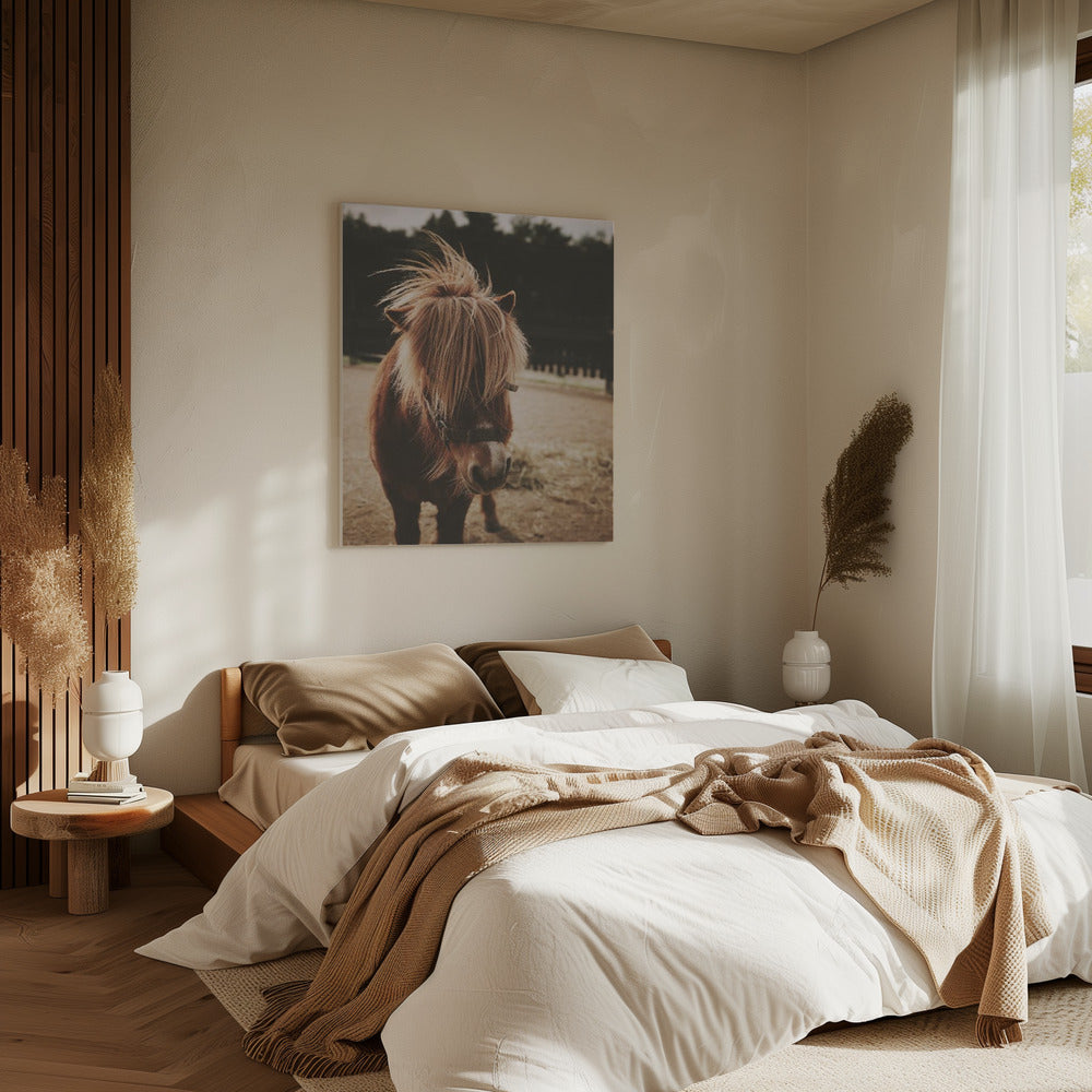 Pony mit zotteliger Mähne | Leinwand