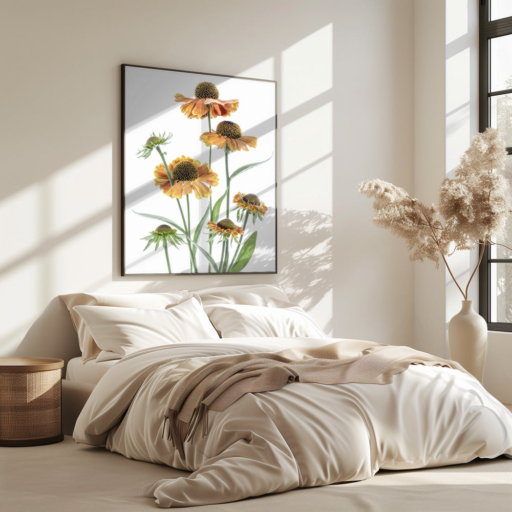 Helenium | Poster