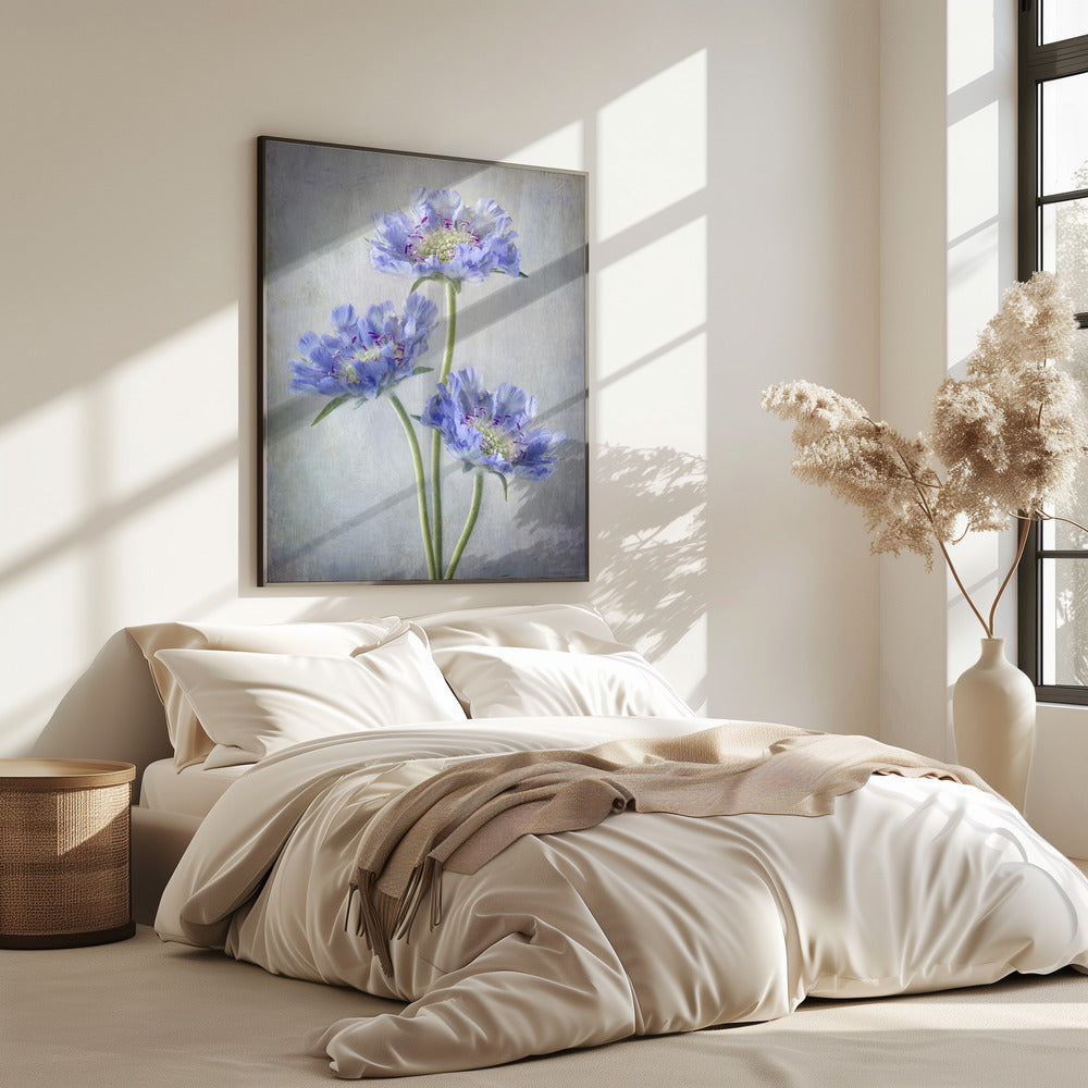 Scabiosa | Poster