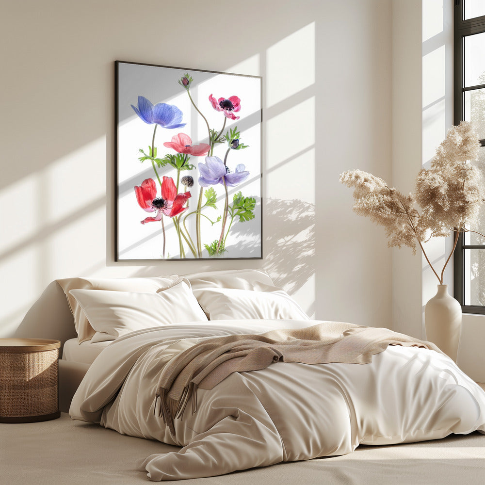 Anemone De Caen | Poster