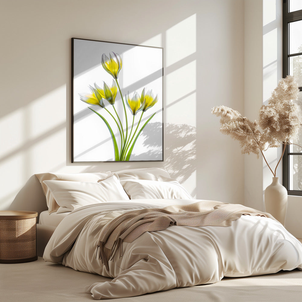 Tulipa | Poster
