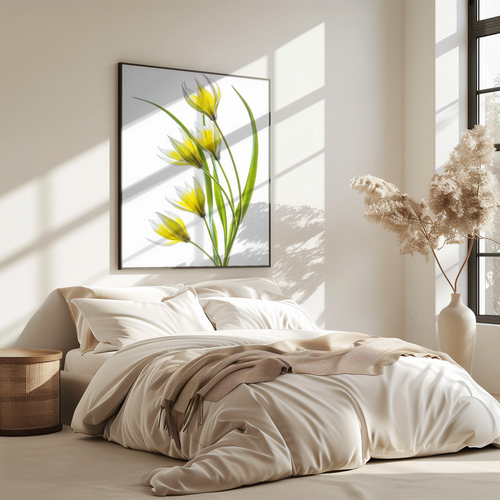 ~Tulipa | Poster