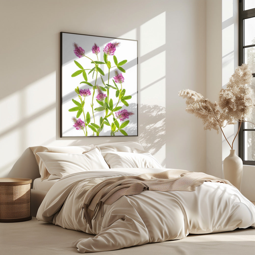 Trifolium | Poster