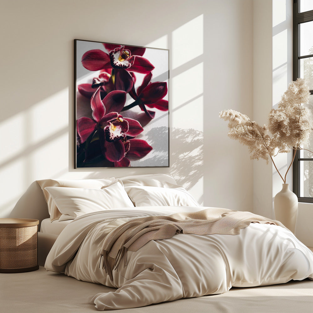 Rote Orchideen mit zarten Blütenblättern | Poster