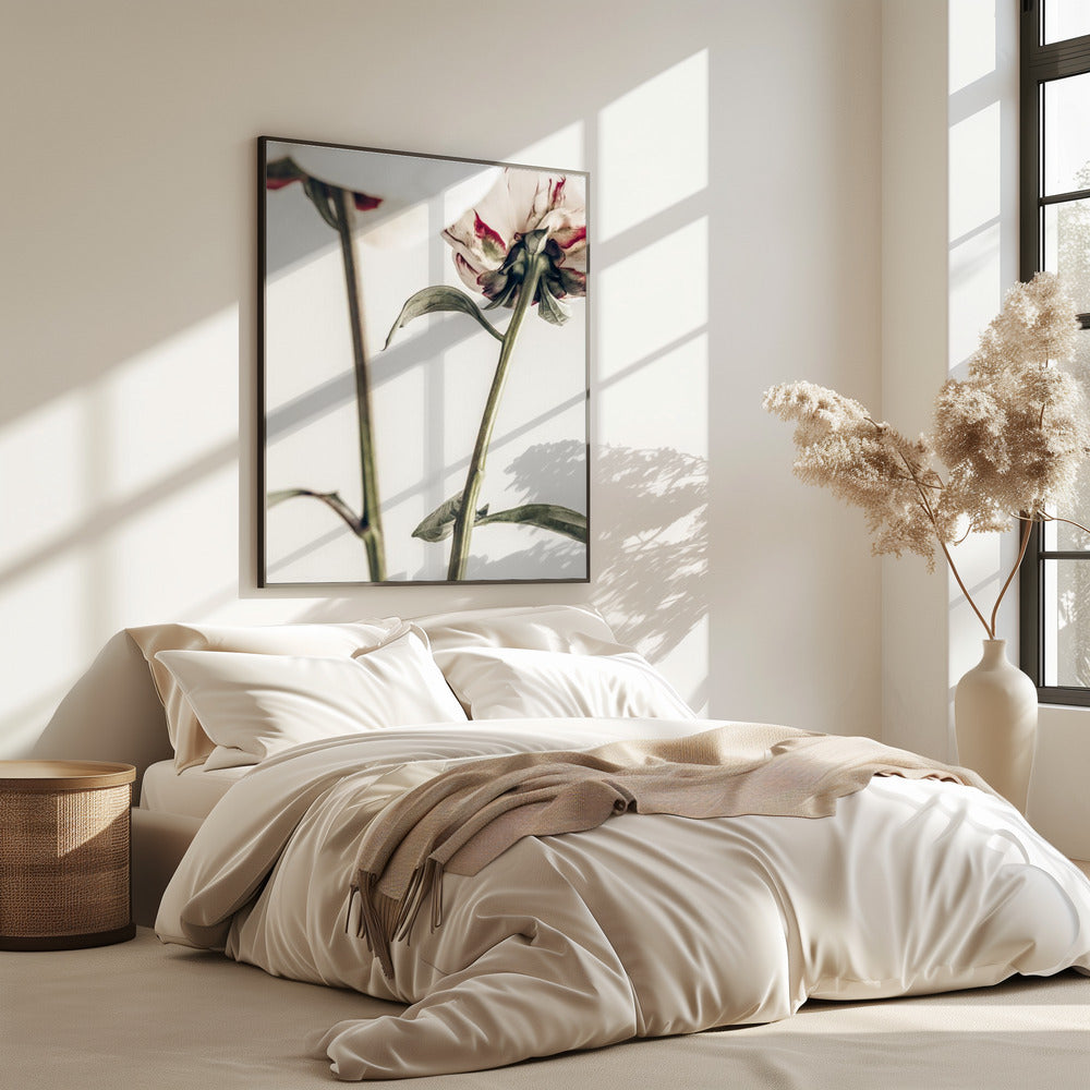 Peony 01 | Poster