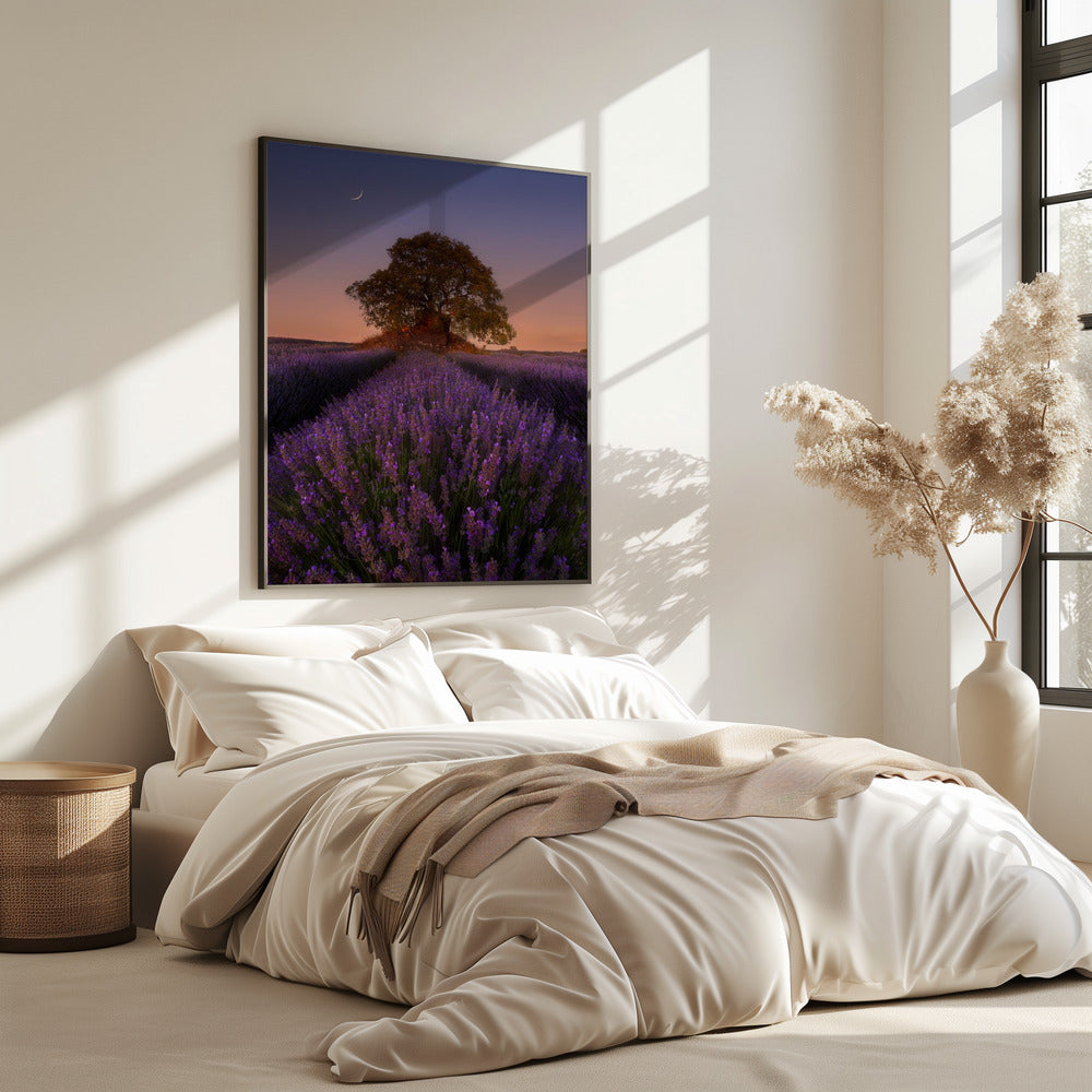 Lavender and Moon | Poster