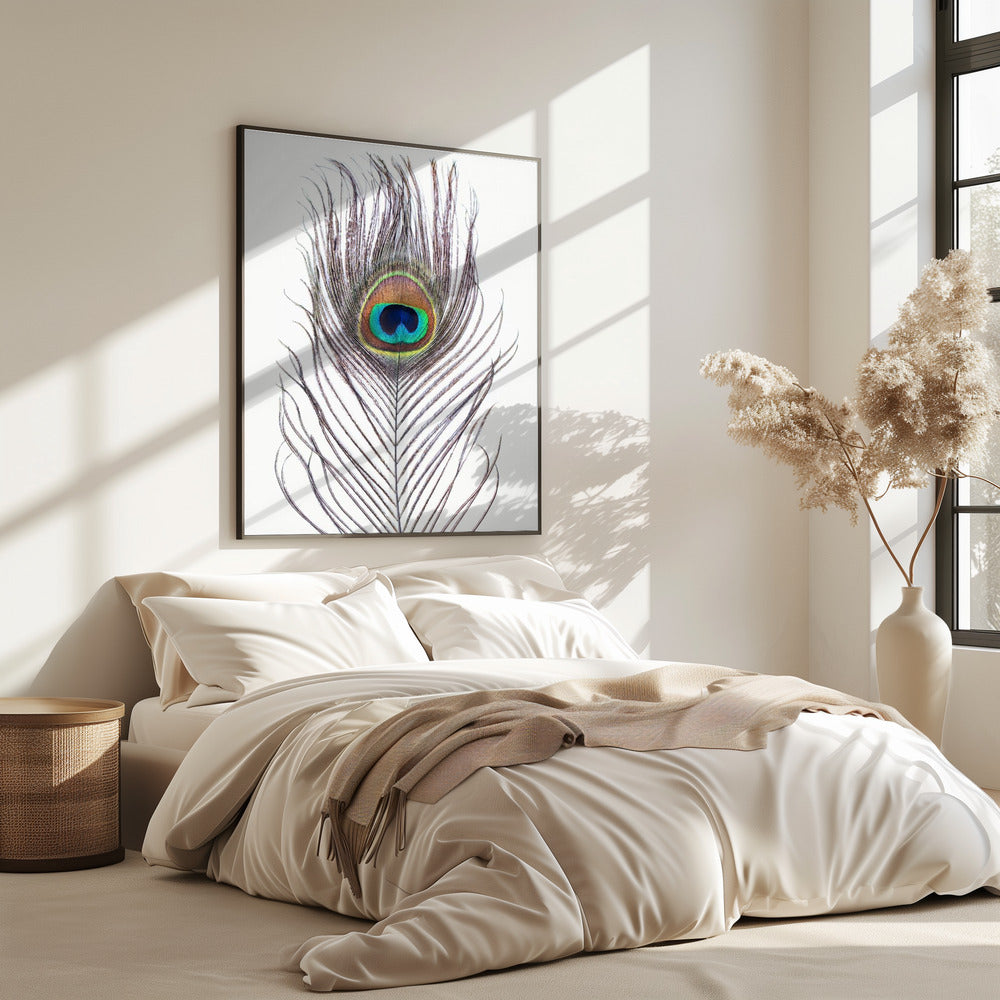 Pfauenfeder | Poster