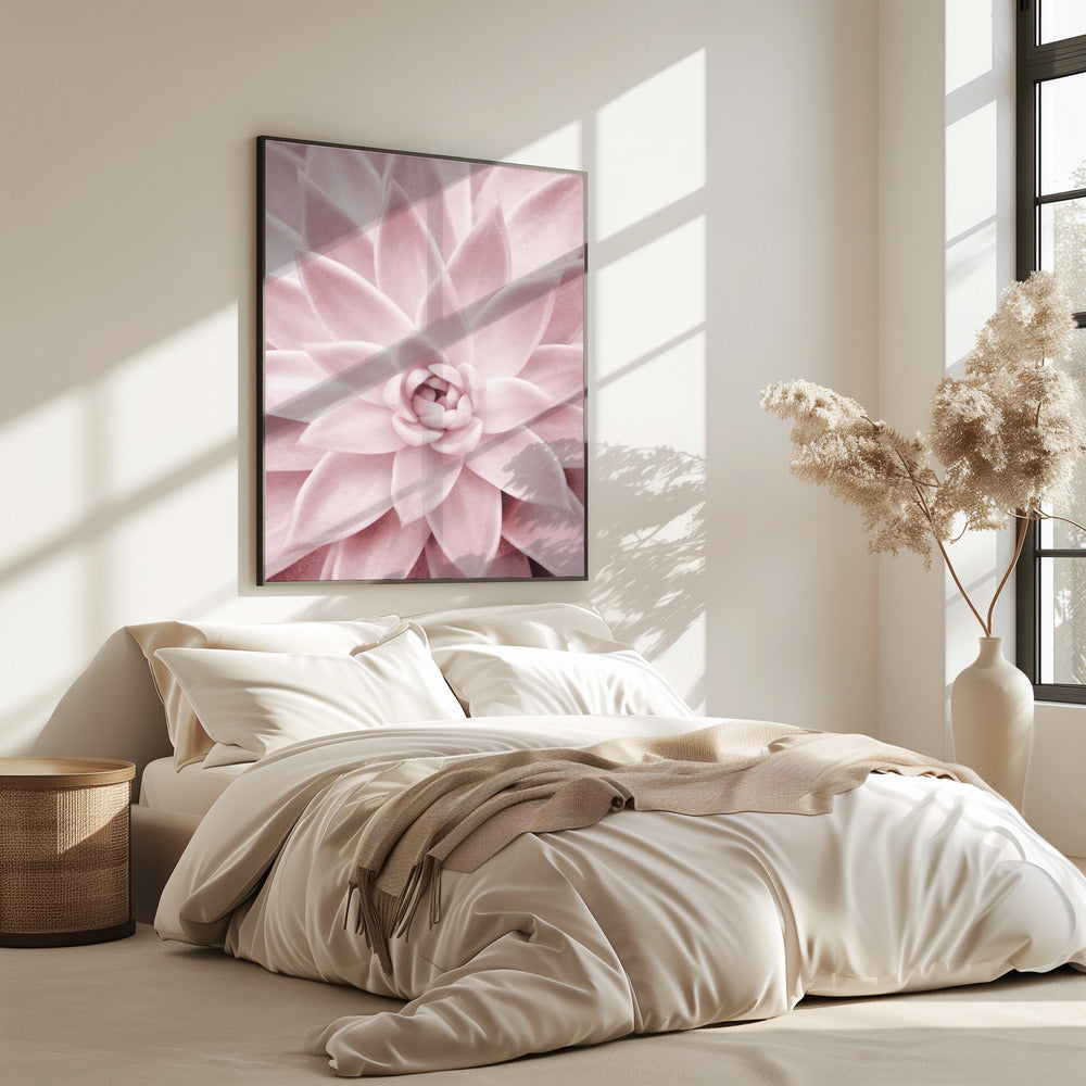 Pink Succulent | Poster