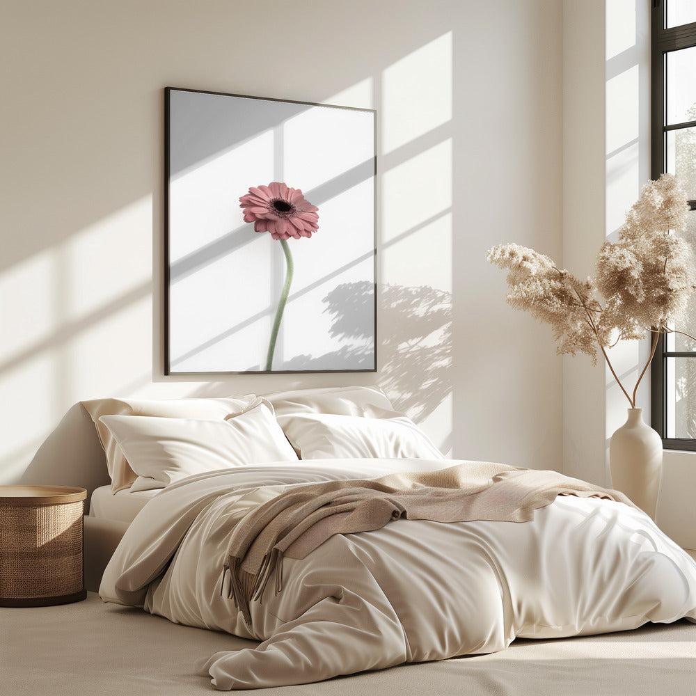 Pink Gerbera | Poster