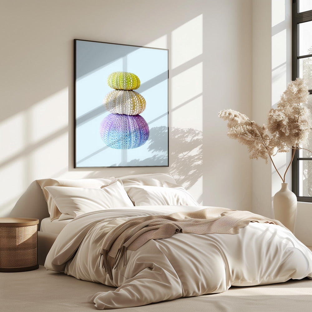 Seeigel | Poster