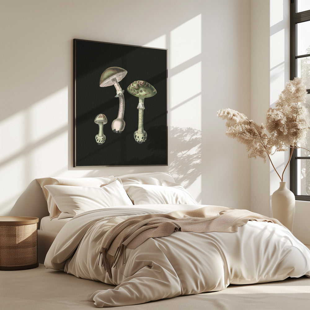 Amanita Muscaria Dark Background | Poster