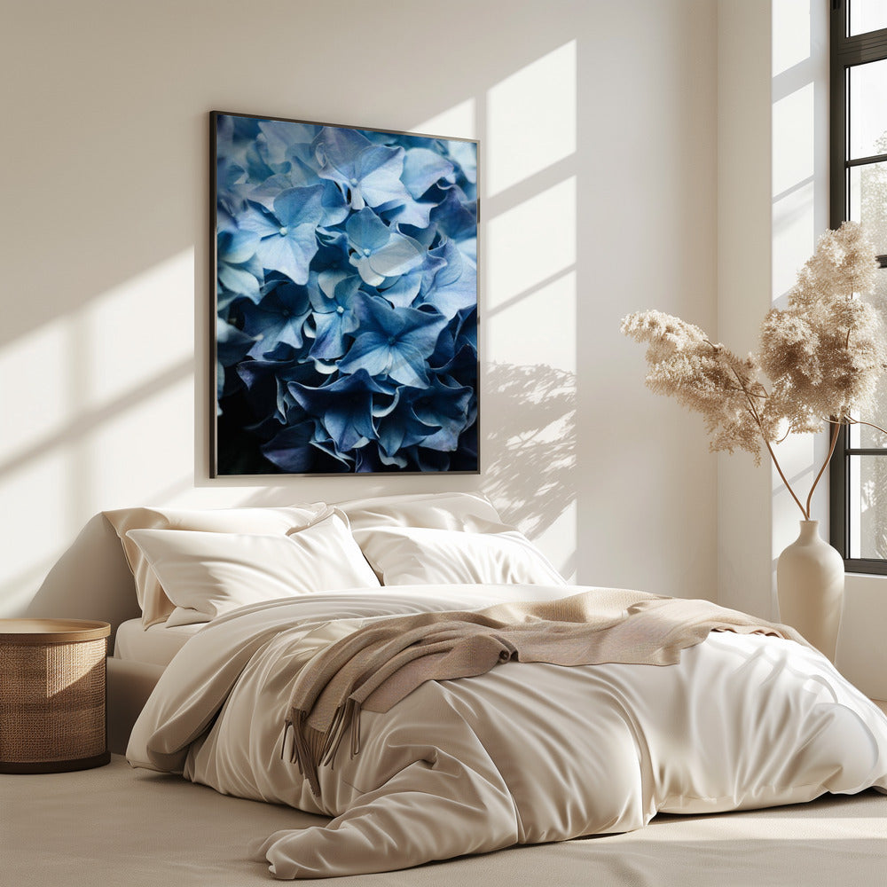 Leuchtend blaue Hortensien | Poster