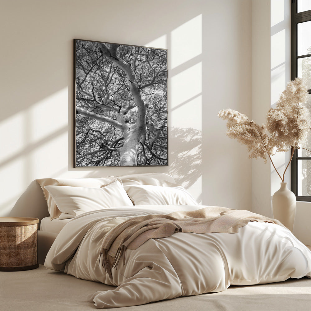 Silhouette Canopy | Poster