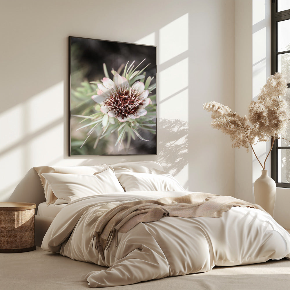 Wüstenblüte Halo | Poster