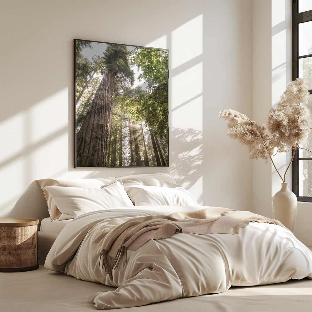 Towering Redwoods | Poster