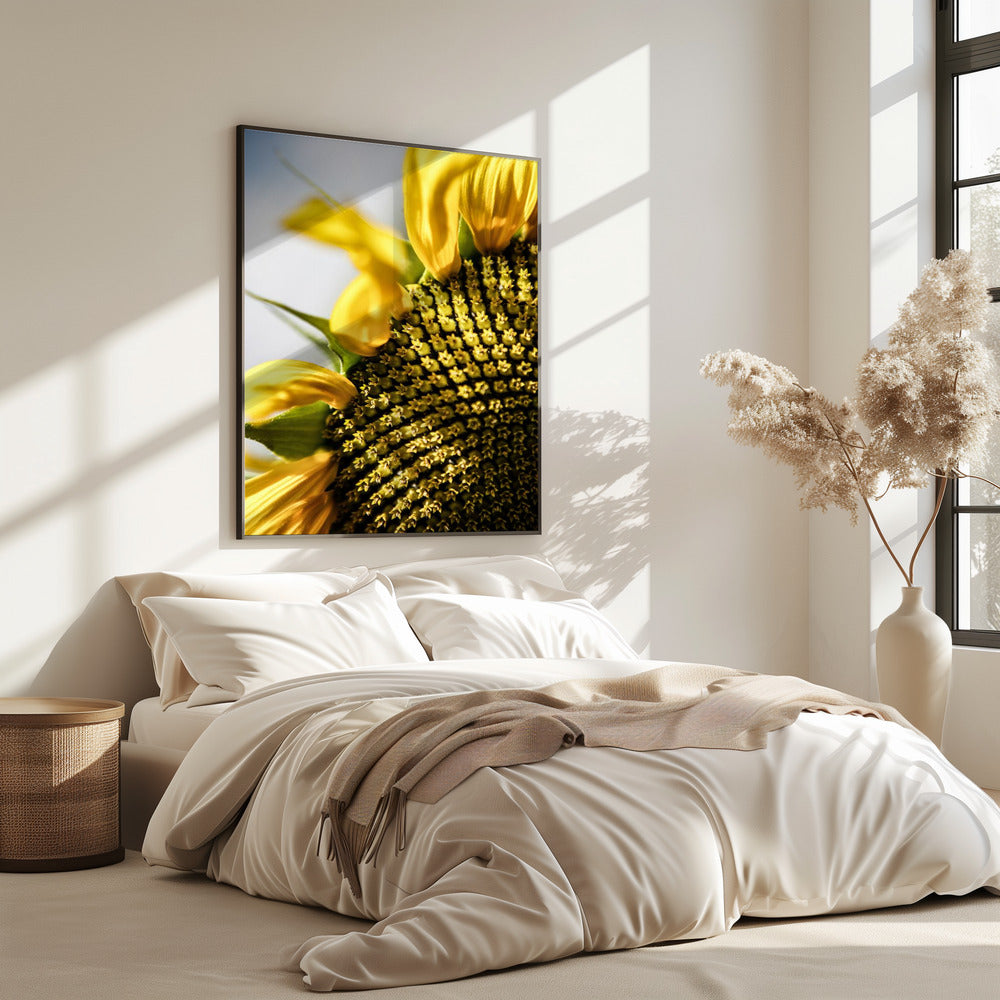 Sonnenblume Nahaufnahme | Poster