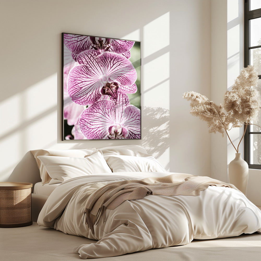 Tigerblüten | Poster
