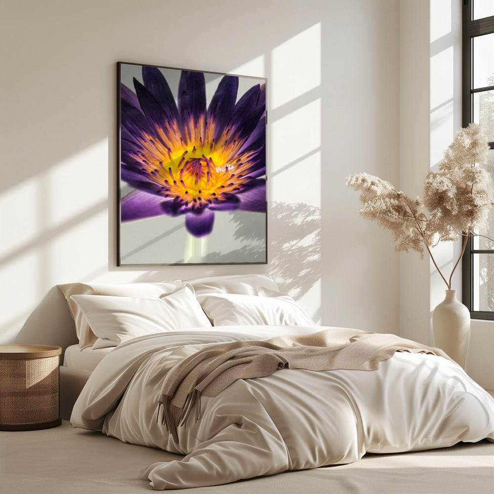 Lila Wasserlilie | Poster
