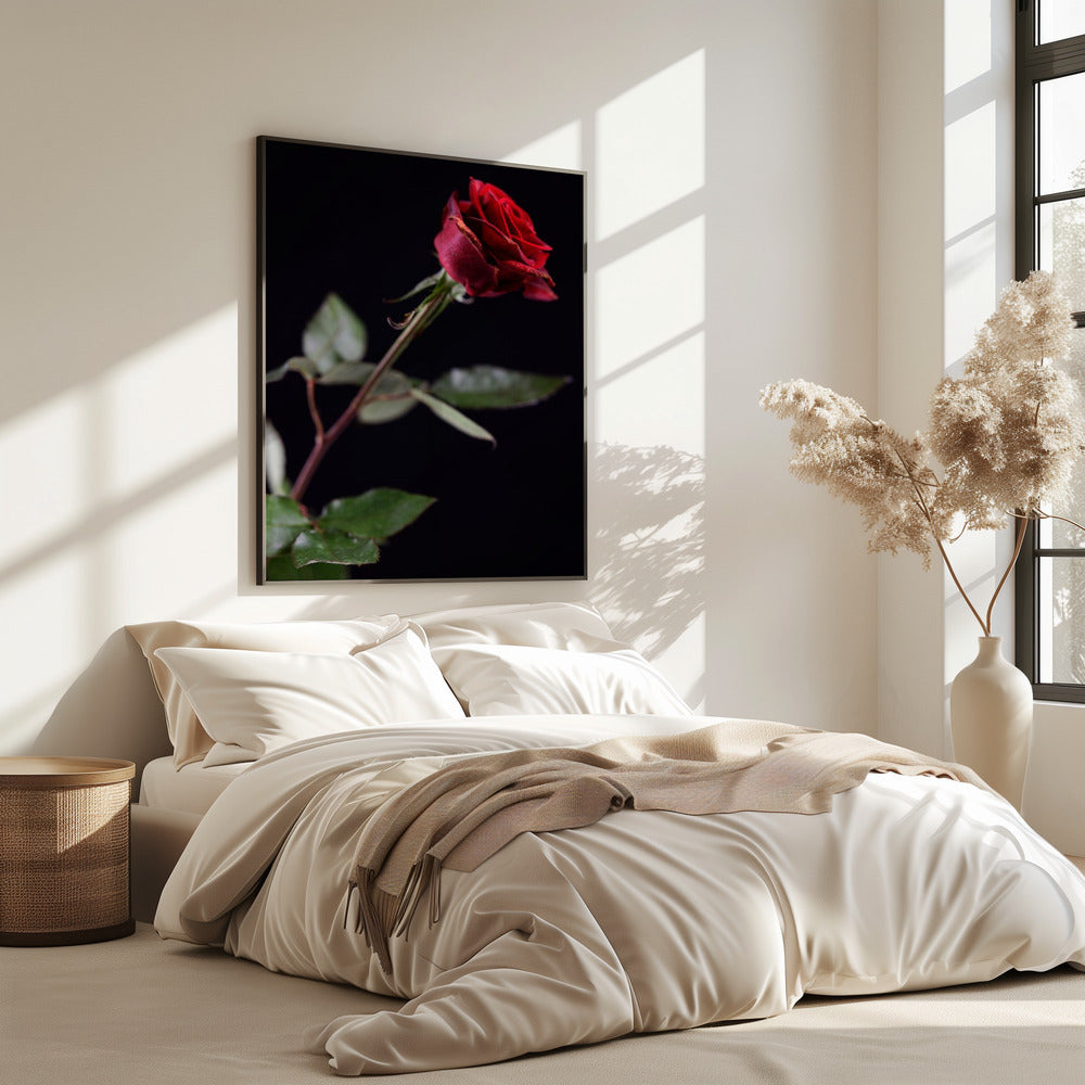 red rose | Poster