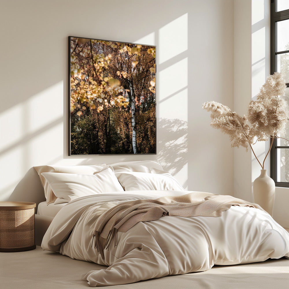Herbstbirke | Poster