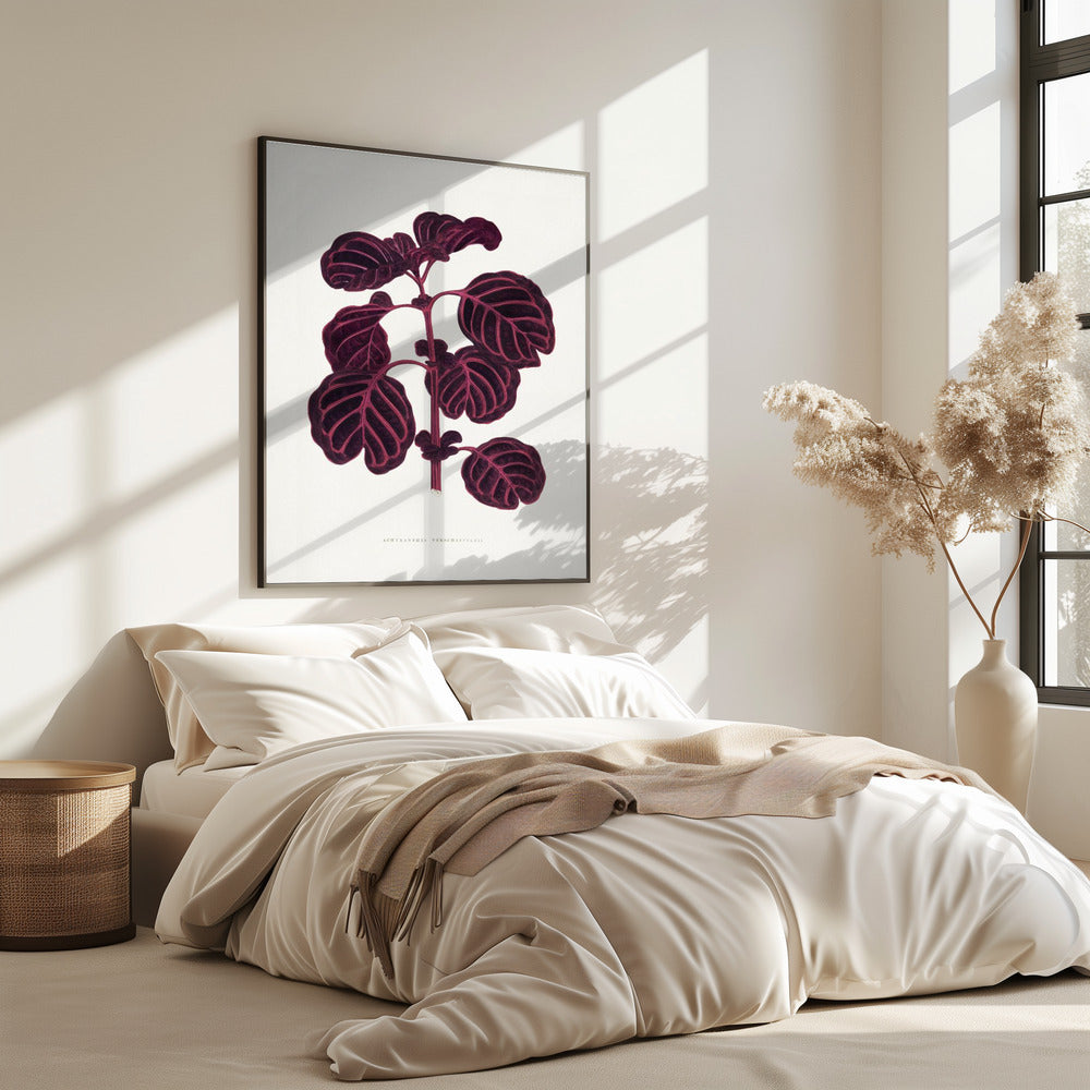Pink Achyranthes Verschaffeltii Leaf Illustratio | Poster