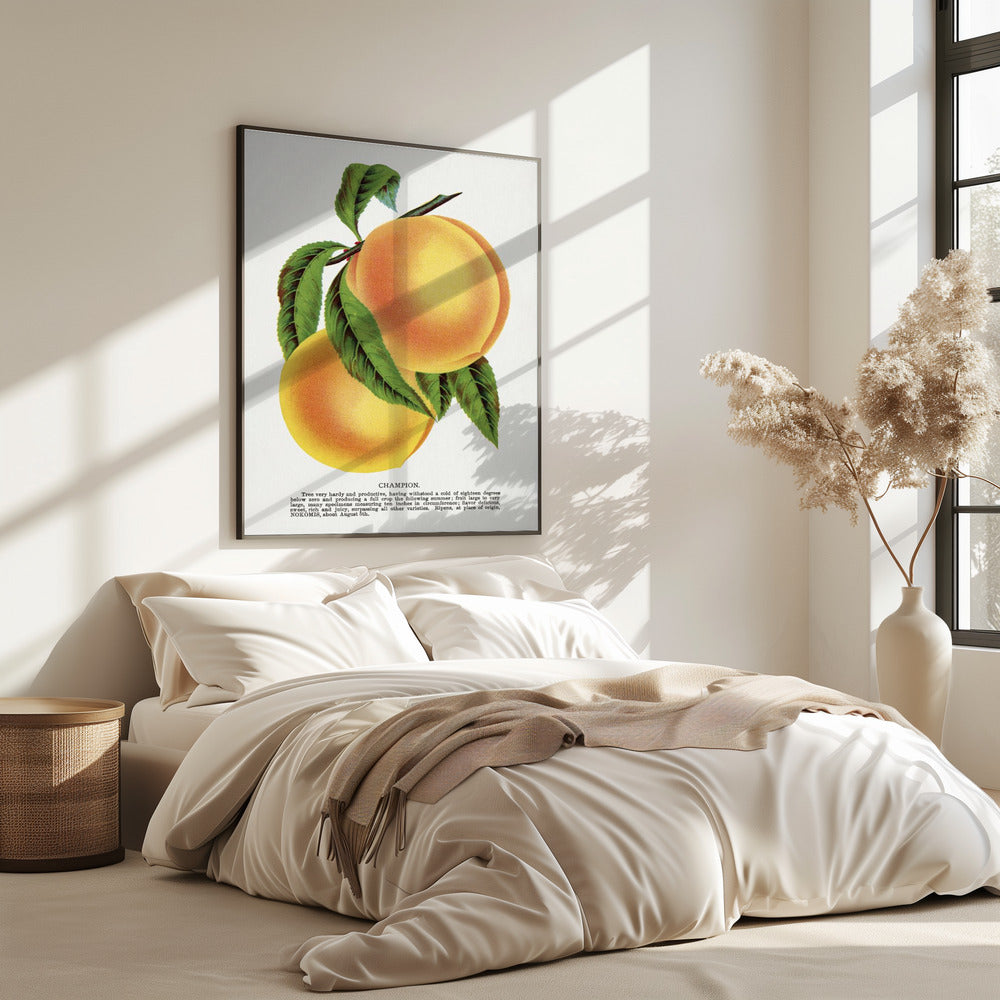 Champion Plum Lithographie | Poster