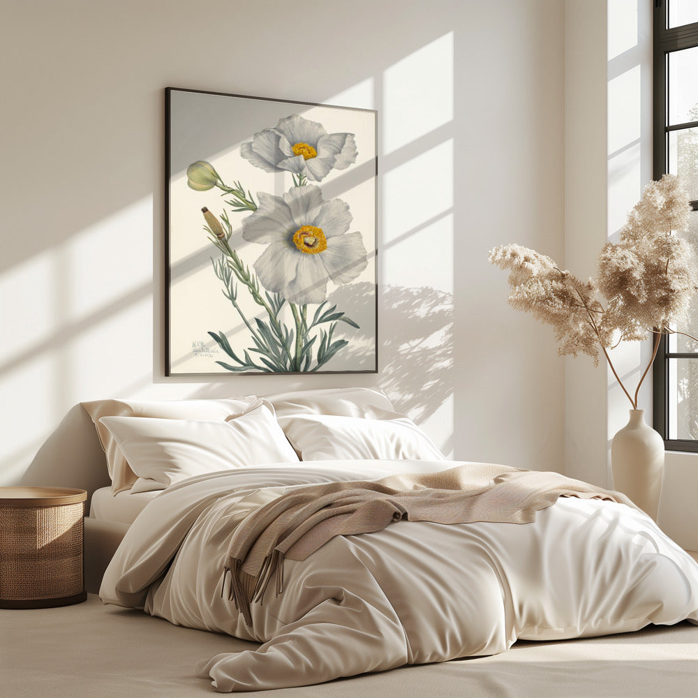 Matilija Mohn | Poster