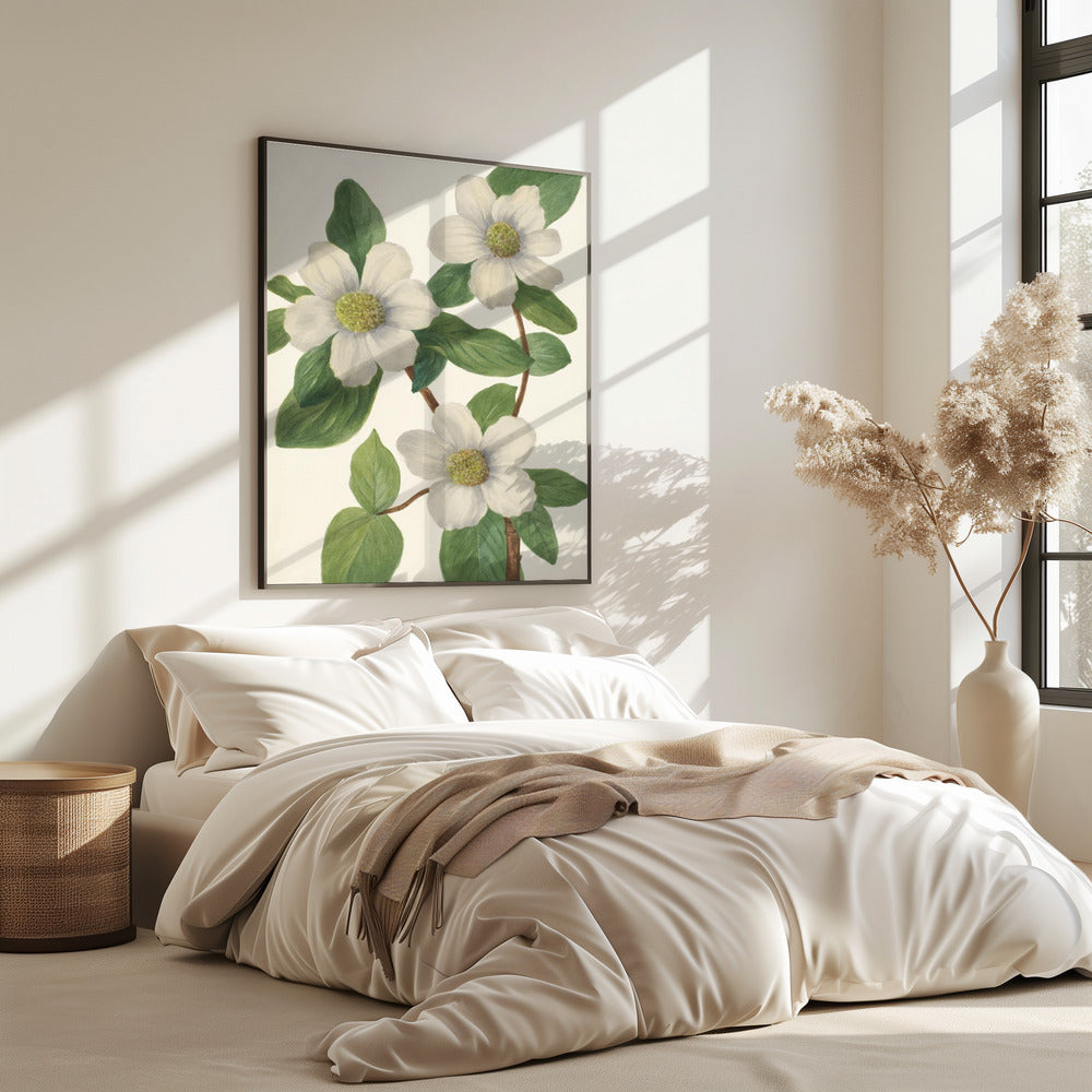 Pazifischer Hartriegel | Poster
