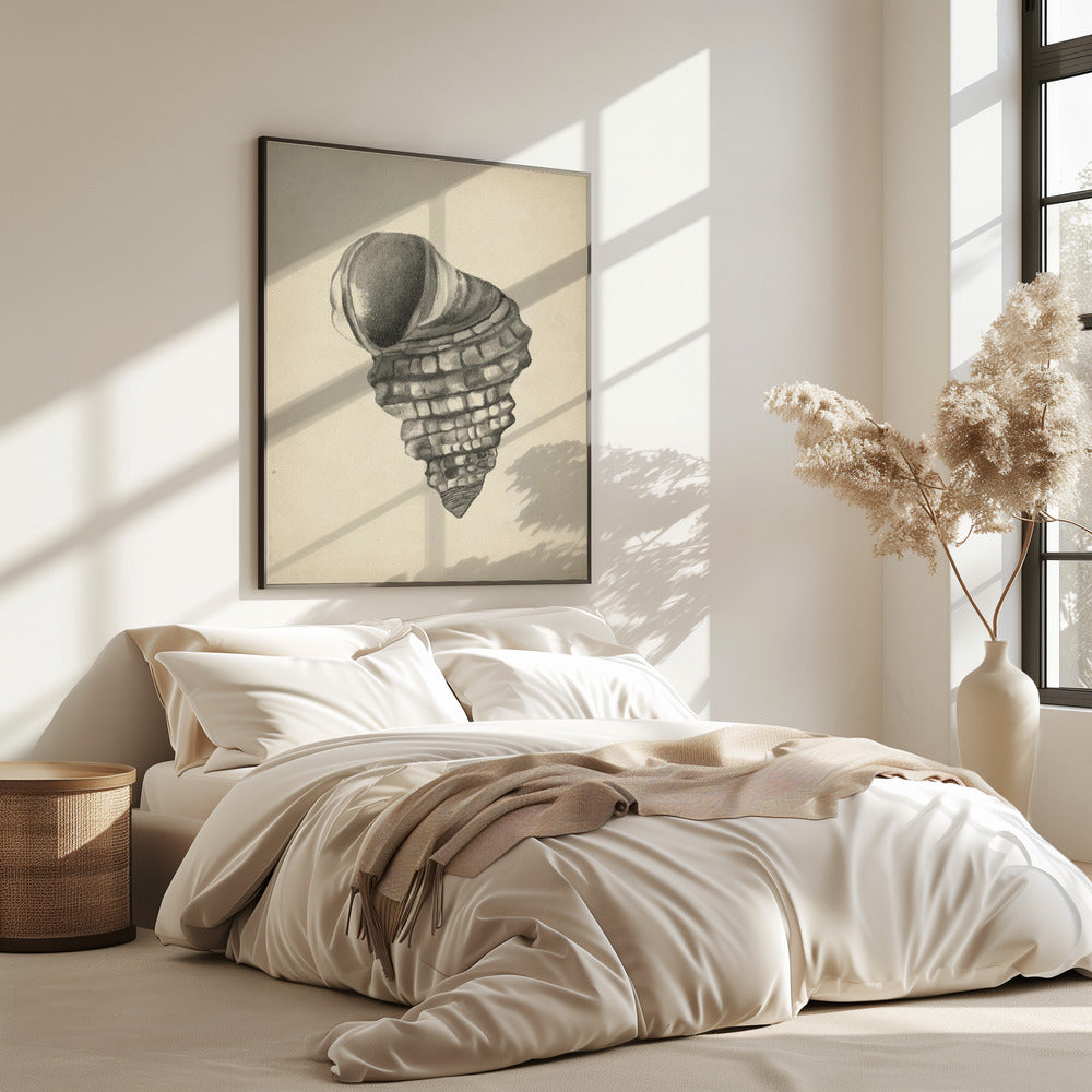 Seashells | Poster