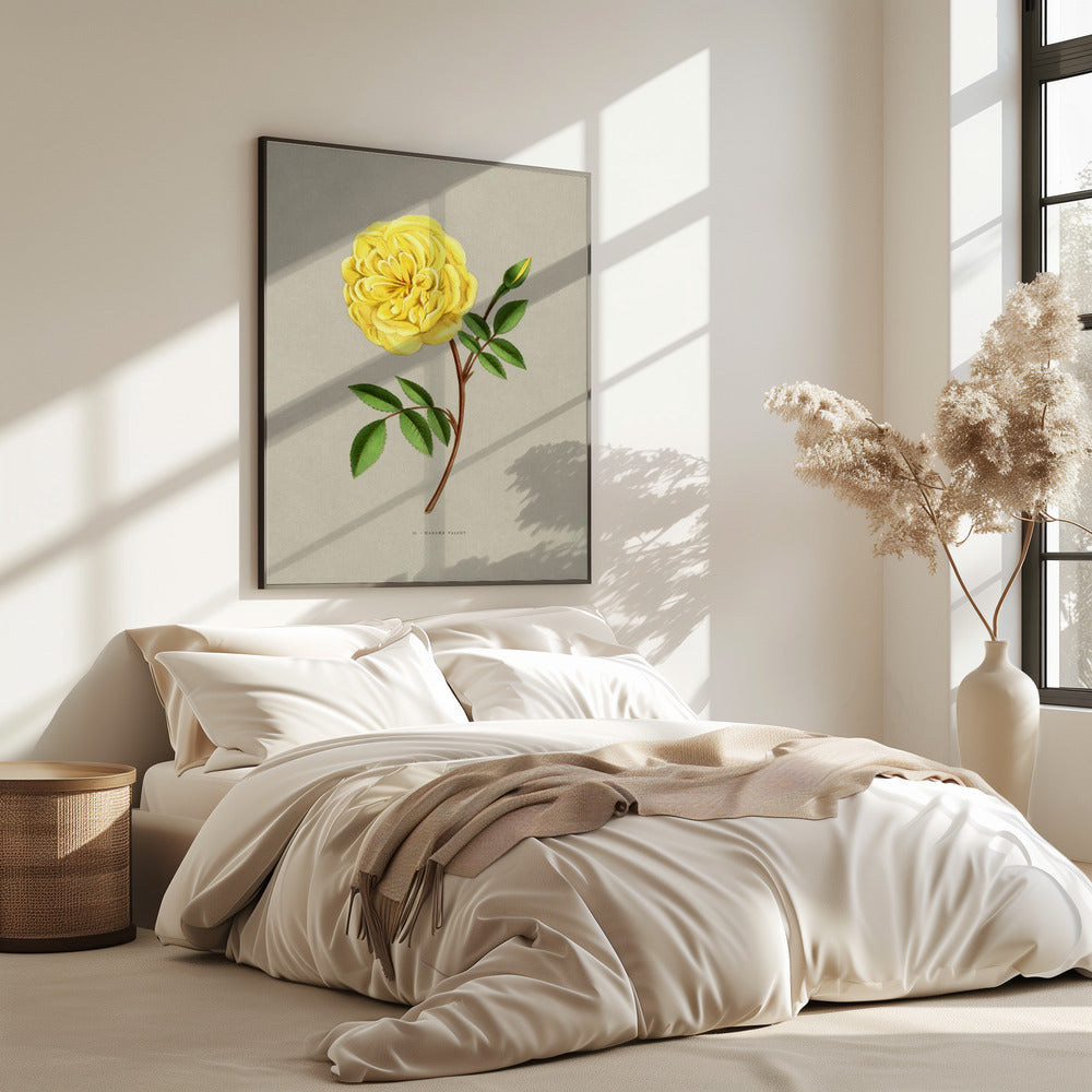 Rose Madame Falcot | Poster