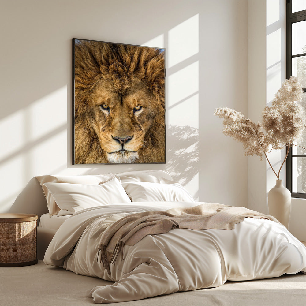 Ernsthafter Löwe | Poster