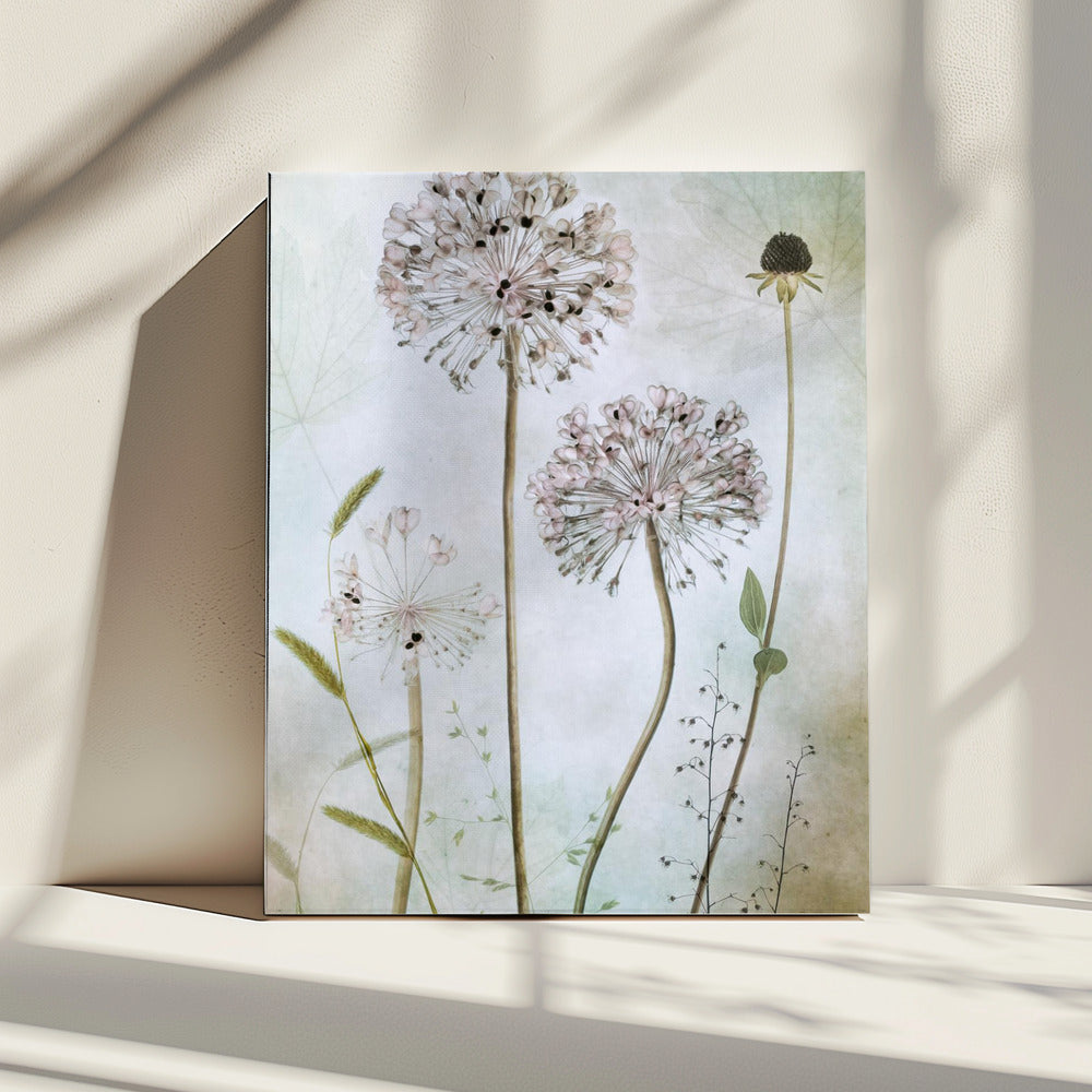 Allium | Leinwand