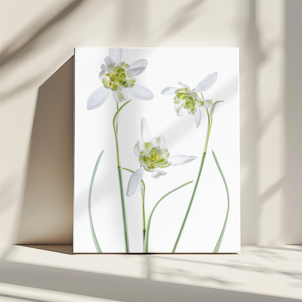 Galanthus Flore Pleno | Leinwand