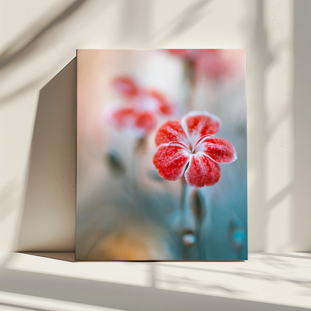 Dianthus | Leinwand