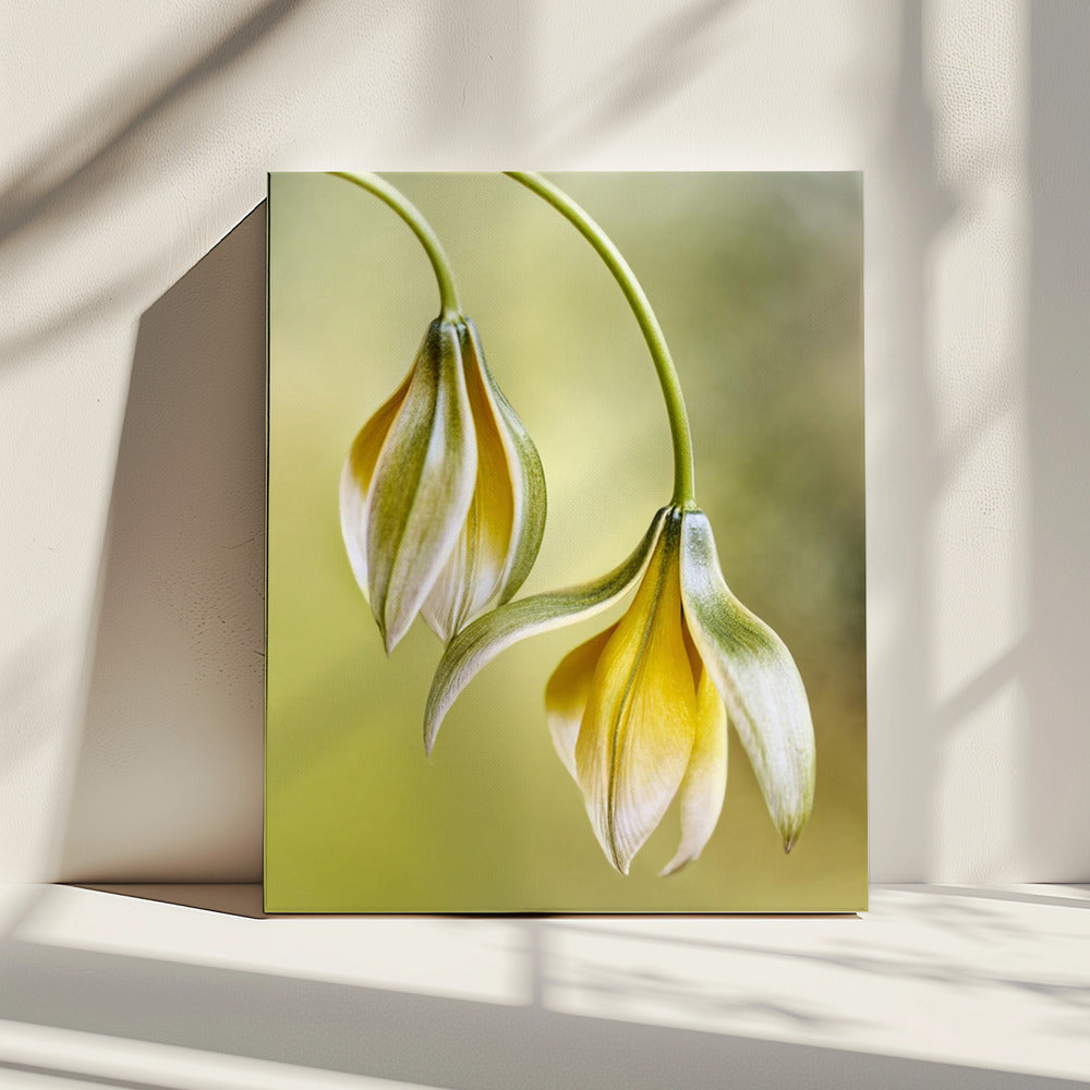 Tulipa | Leinwand