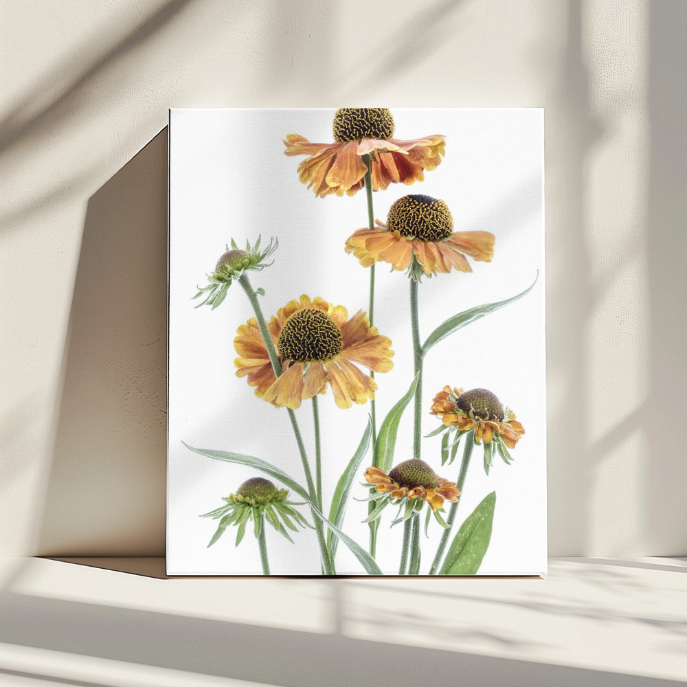 Helenium | Leinwand