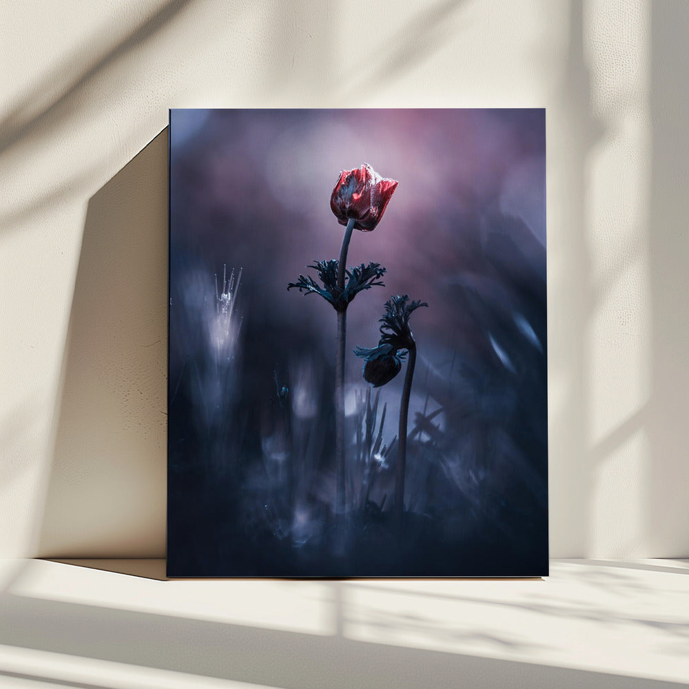 Early Girl | Canvas