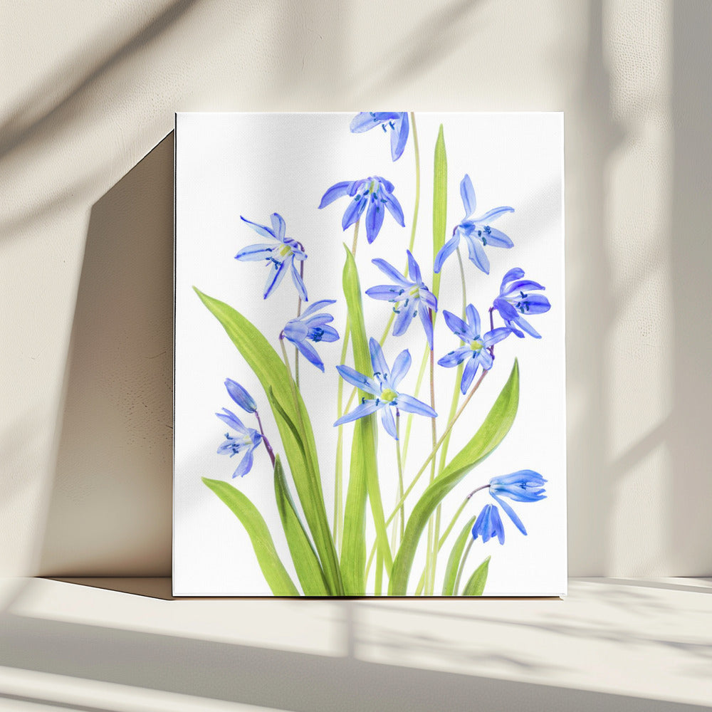 Scilla | Leinwand