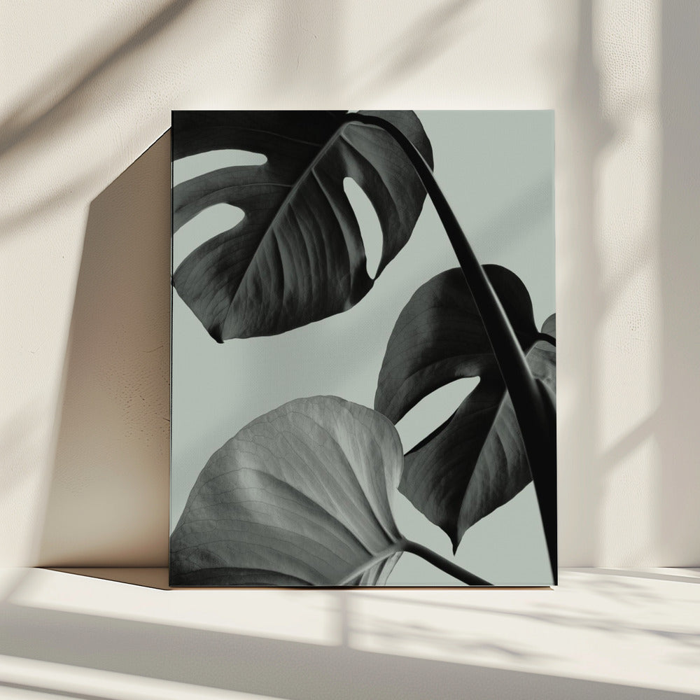 Monstera Teal 07 | Leinwand