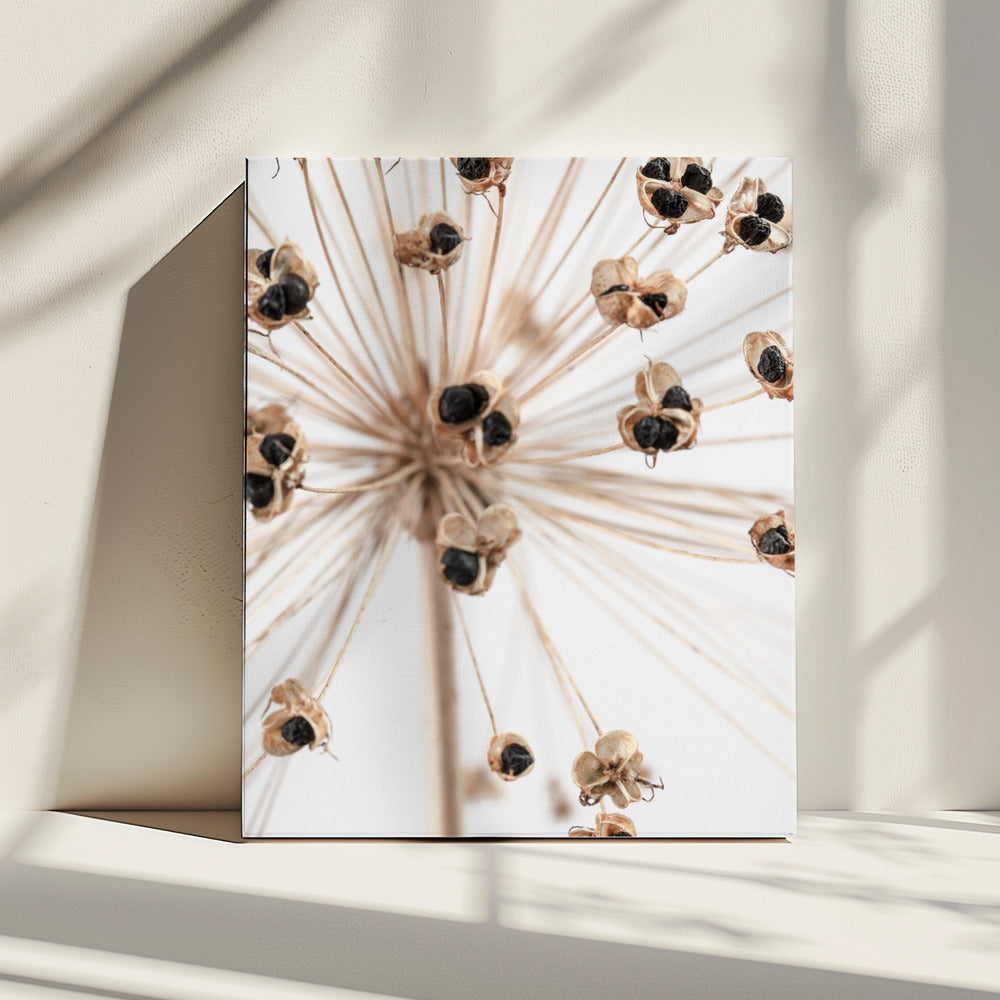 Dried_007 | Canvas