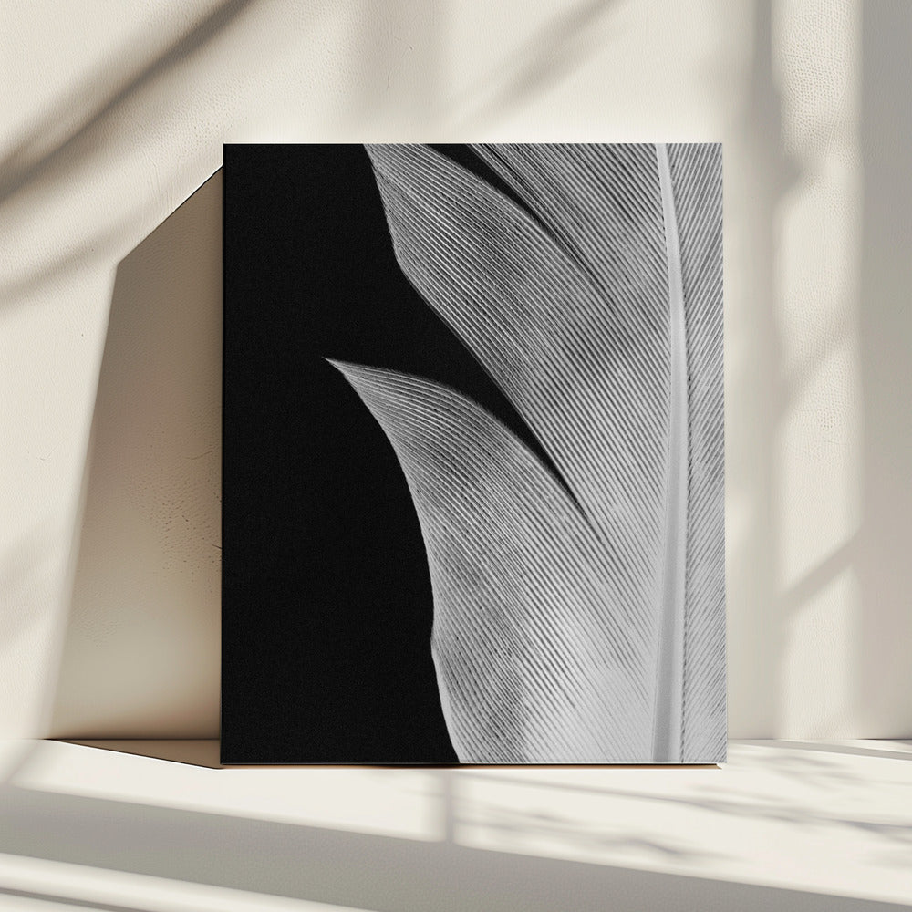 Feder_005 | Leinwand
