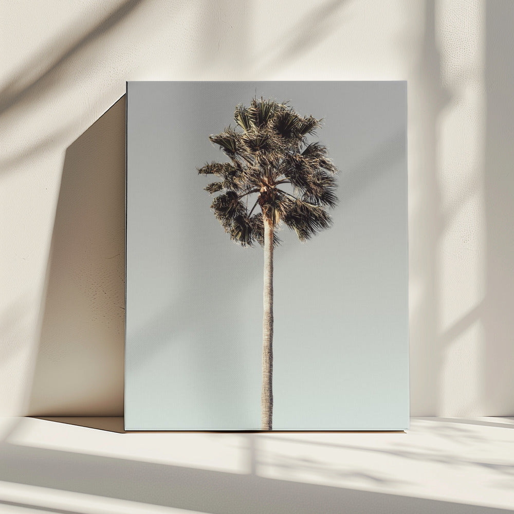 Palme_001 | Leinwand
