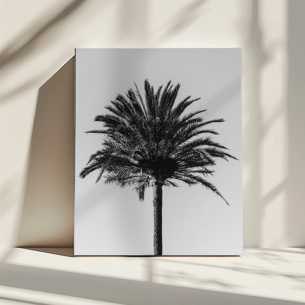 Palme_003 | Leinwand