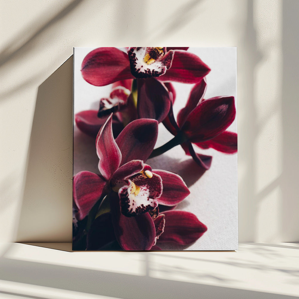 Rote Orchideen mit zarten Blütenblättern | Leinwand