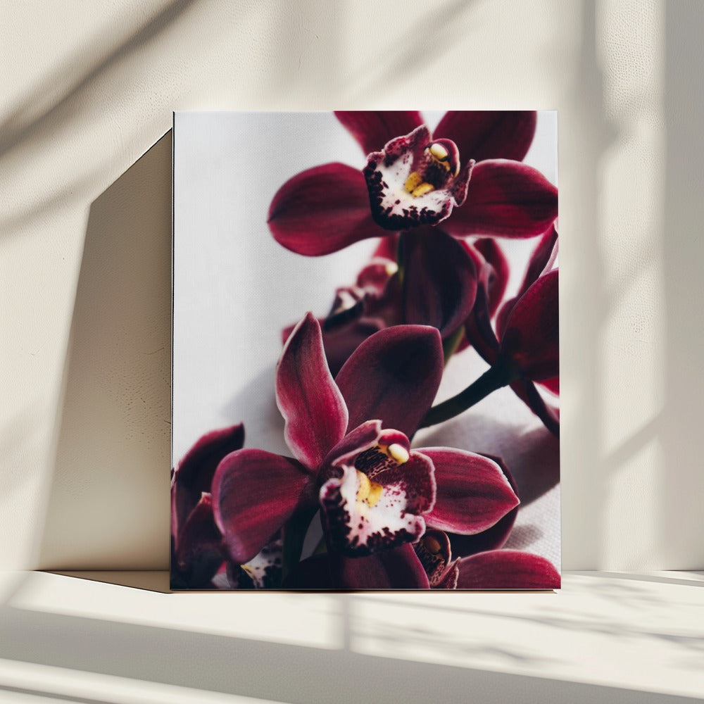 Samt-Orchidee-Dämmerung | Leinwand