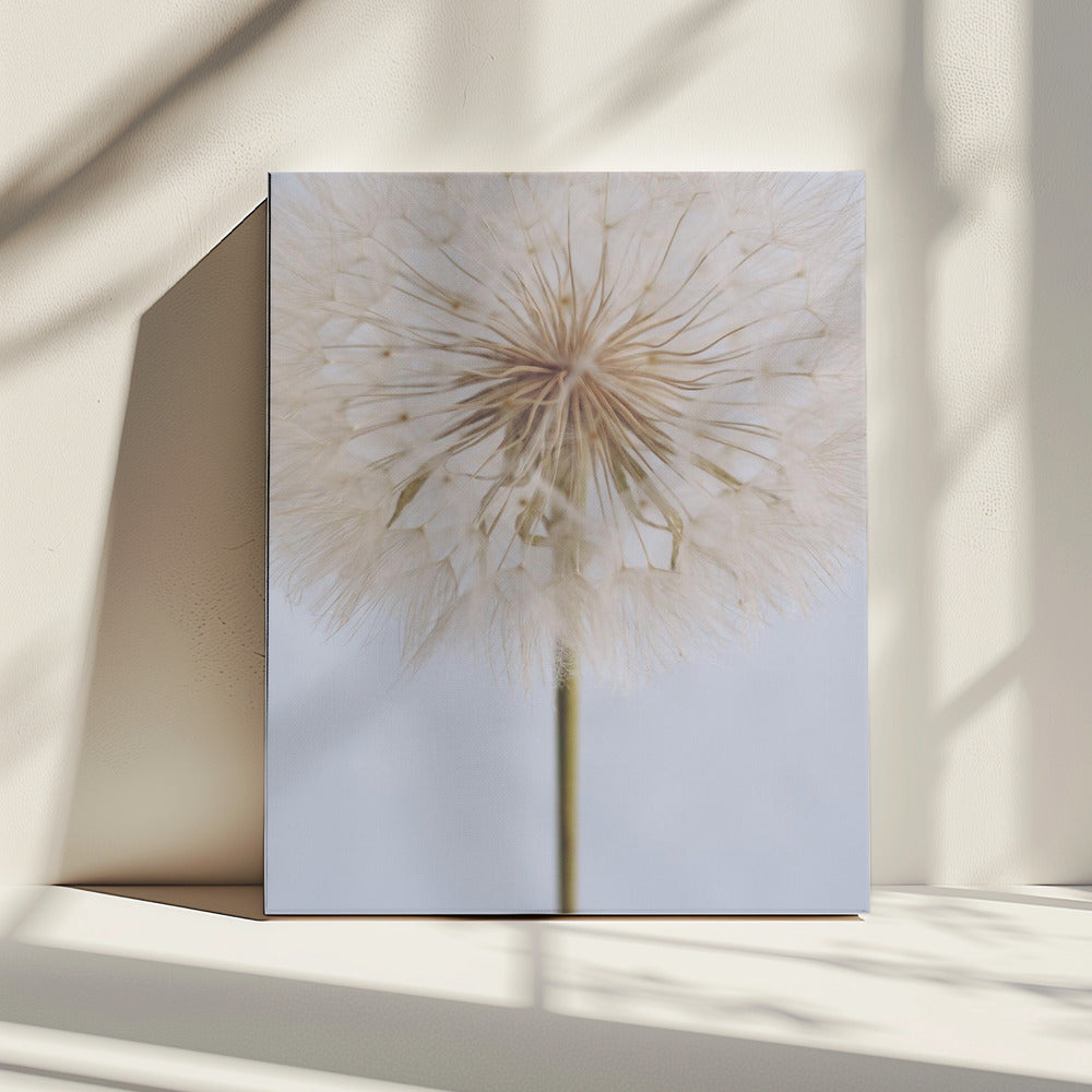 Zarte Pusteblume | Leinwand